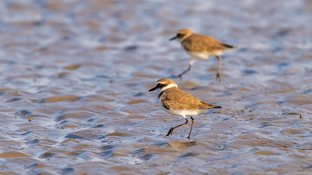 Lesser Sand Plover